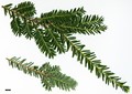 SpeciesSub: var. chinensis